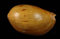 藏品(椰子渦螺)的圖片